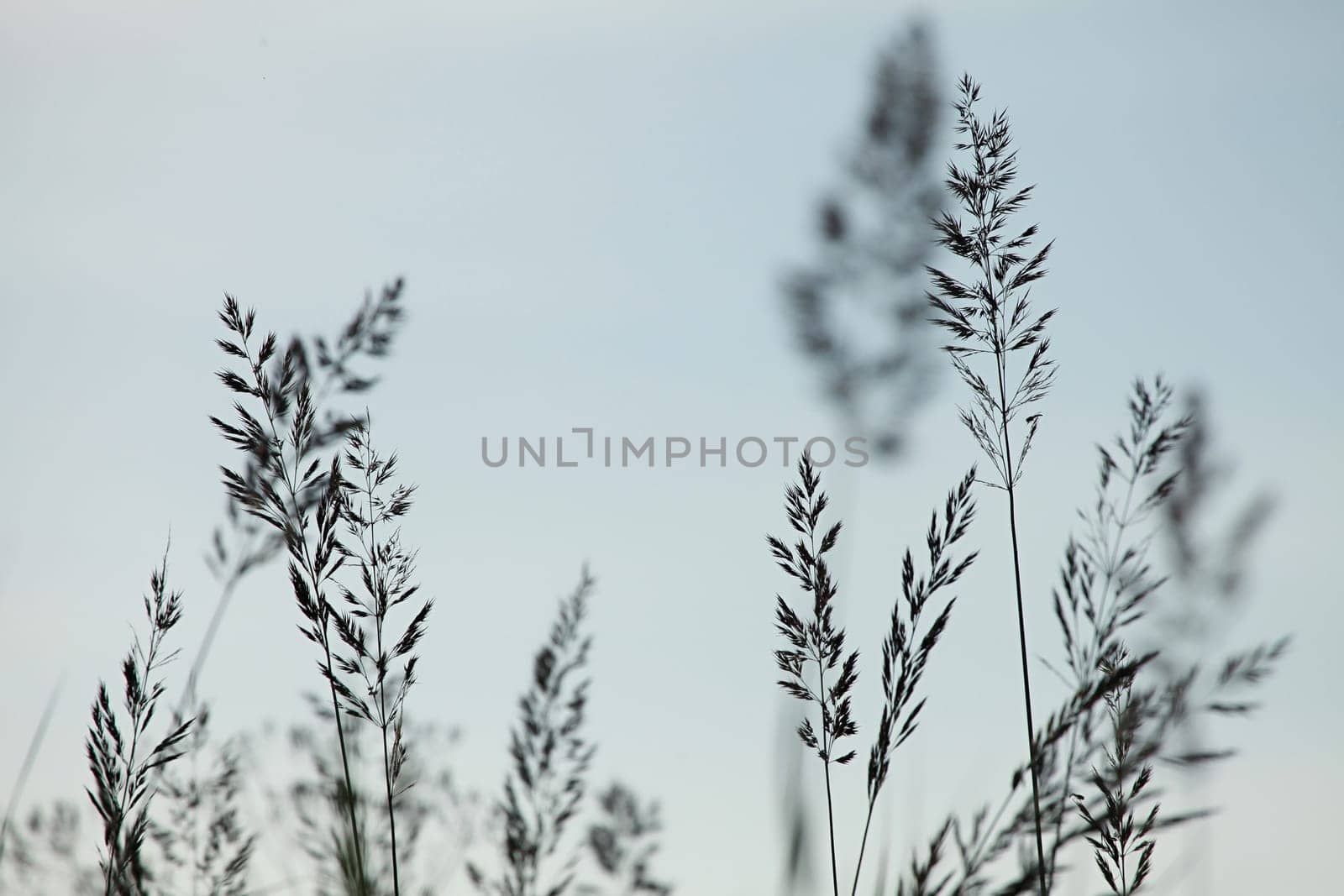 Silhouettes of few bents on the light  blue sky background in Latvia.
