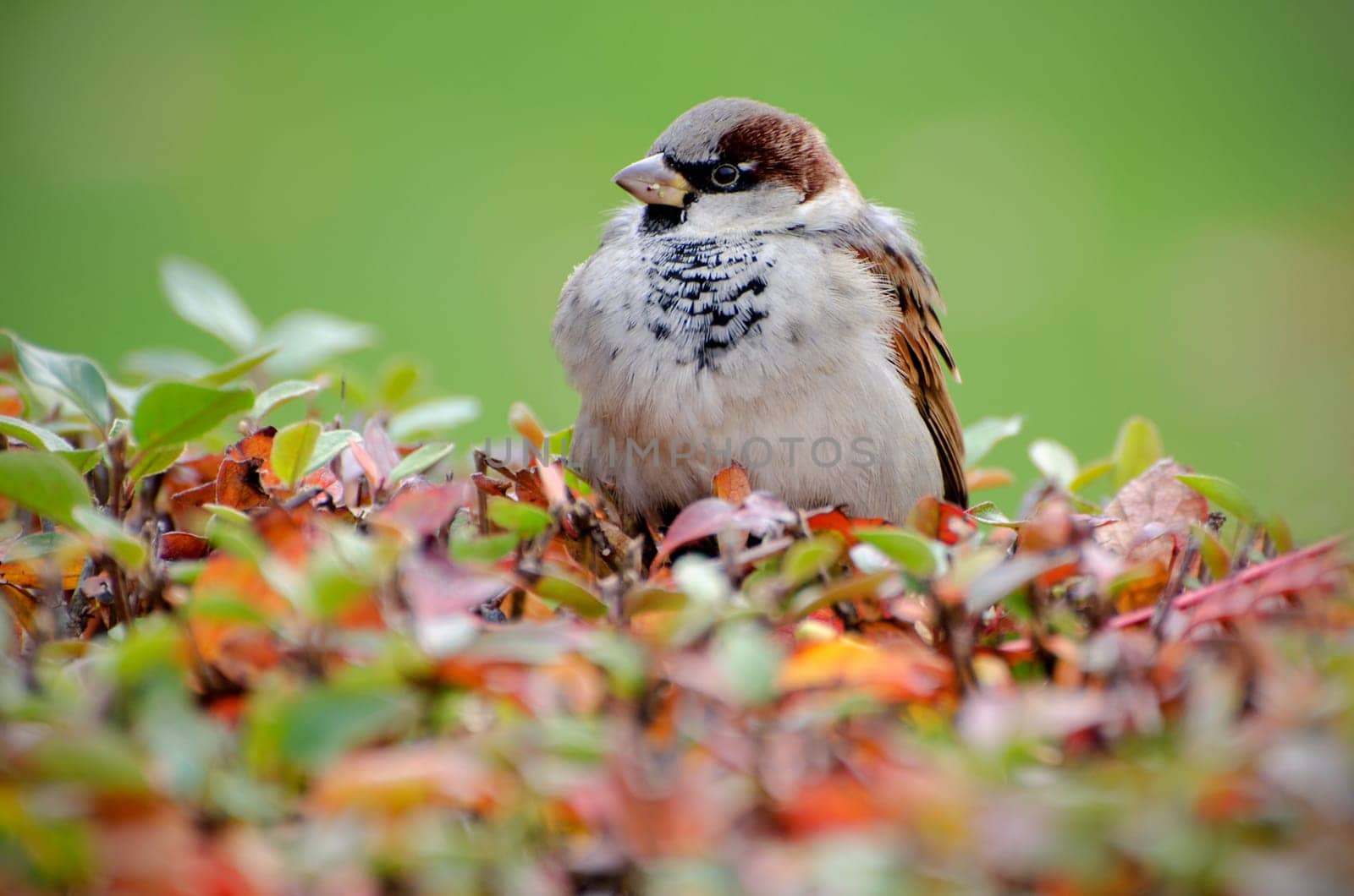 Sparrow. Sparrow who sits on bush with autumnal leaves.