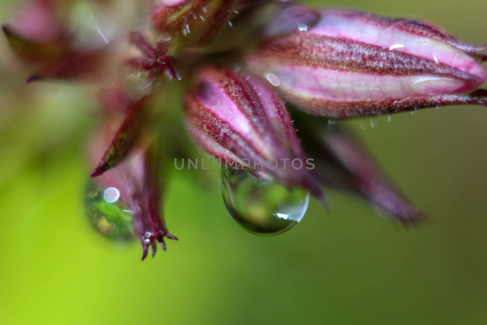 Pink flower closeup with water drops.