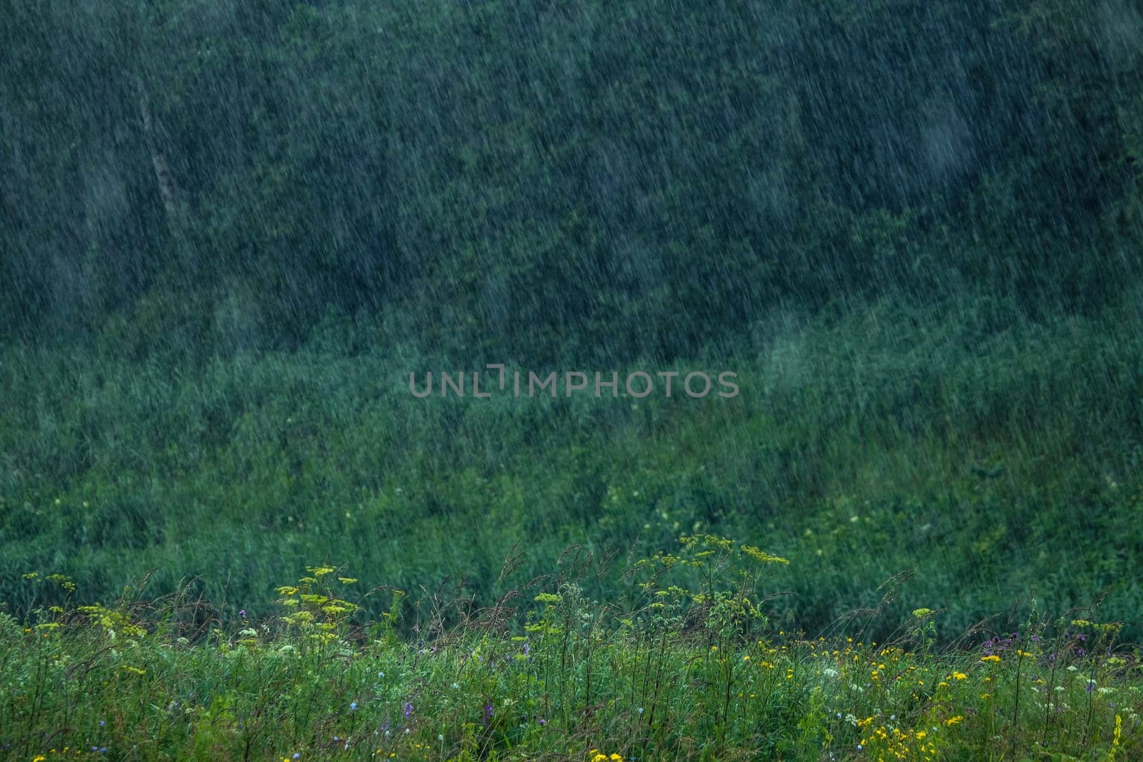 Summer thunderstorm rain refreshing nature meadow. Background with rain drops in meadow. Rain is condensed moisture of the atmosphere falling visibly in separate drops.