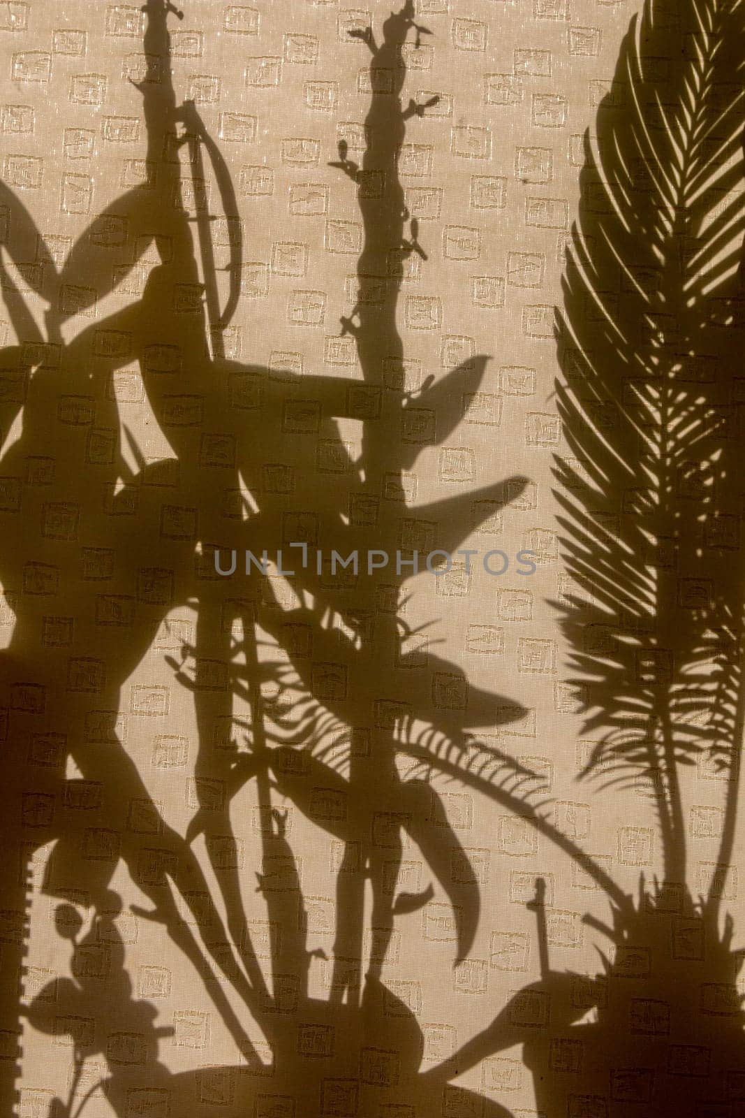 Curtains with silhouettes of houseplants. Abstract background. Shadow is dark area produced by object coming between rays of light and  surface.
