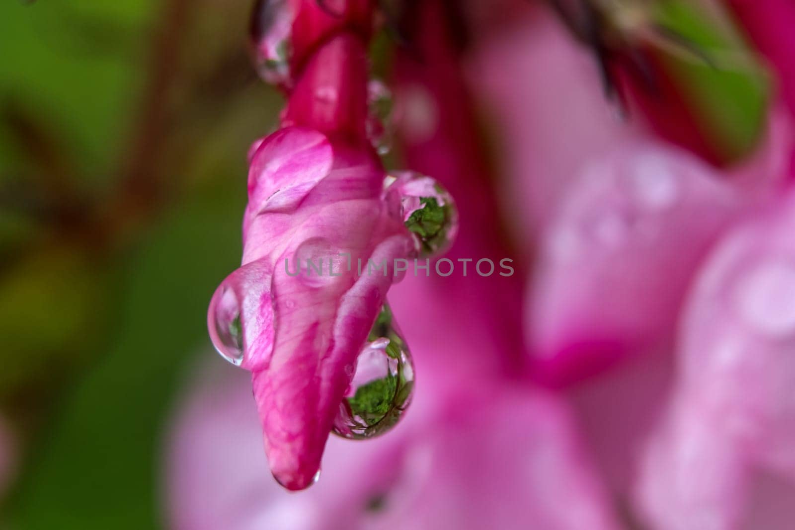 Pink flower closeup with water drops.