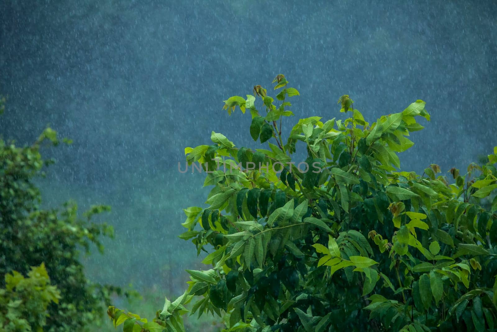 Summer thunderstorm rain refreshing nature meadow. Background with rain drops in meadow. Rain is condensed moisture of the atmosphere falling visibly in separate drops.