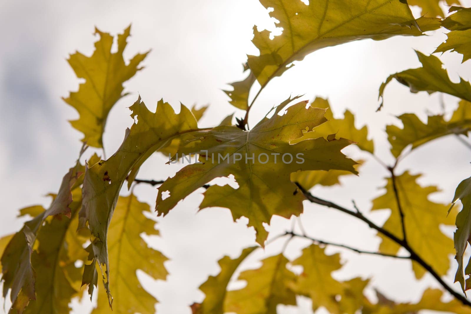 Autumn maple leaves in Sigulda, Latvia. Mapple tree has lobed leaves and colourful autumn foliage.