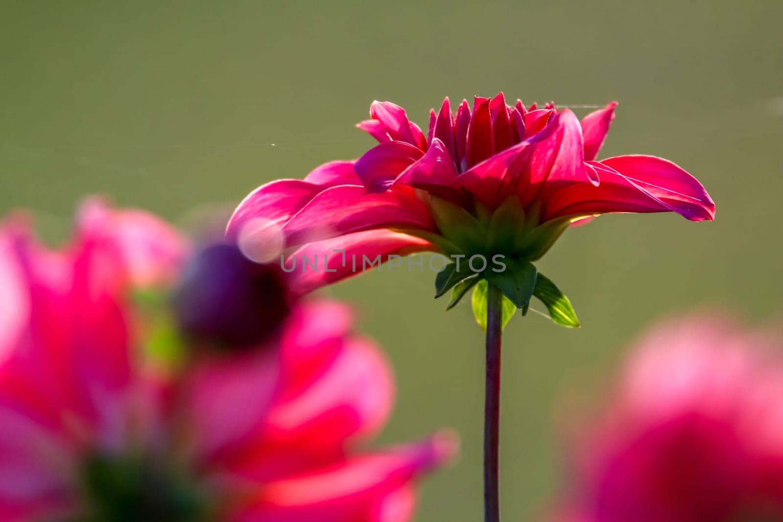 Background with  red dahlia on green background. Dahlia is tuberous-rooted plant of daisy family, which is cultivated for its brightly coloured single or double flowers.