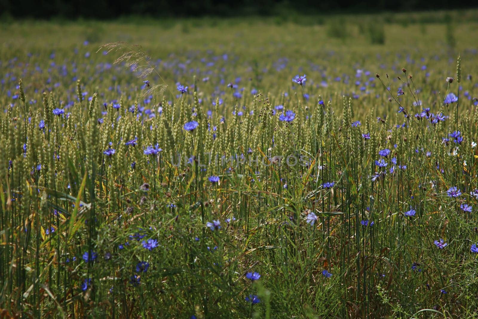Cornflowers. Blooming flowers. Cornflowers on a green grass. Meadow with flowers. Wild flowers. Nature flower. Flowers on field.