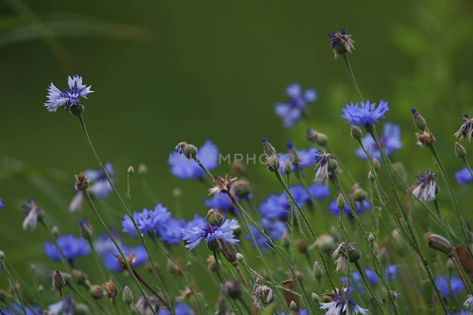 Cornflowers. Blooming flowers. Cornflowers on a green grass. Meadow with flowers. Wild flowers. Nature flower. Flowers on field.
