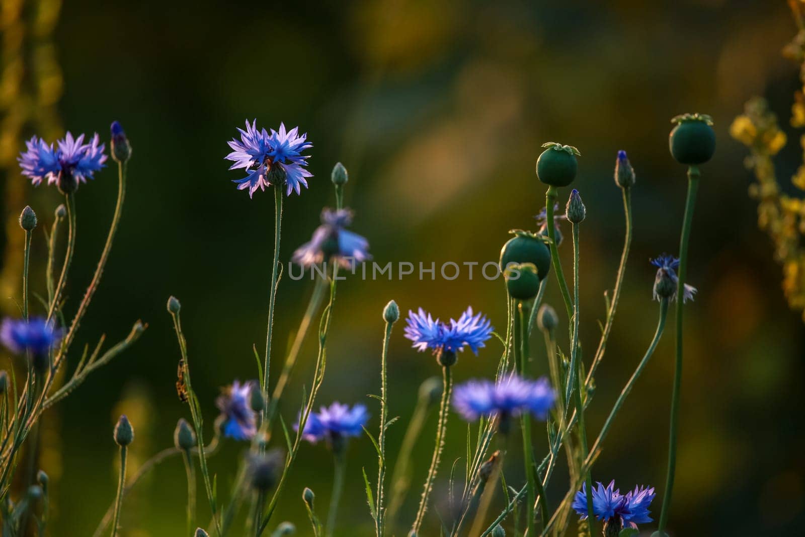Cornflowers and poppies on a green grass. Blooming flowers. Meadow with cornflowers and poppies. Wild flowers. Nature flower. Poppy seed boxes on field.
