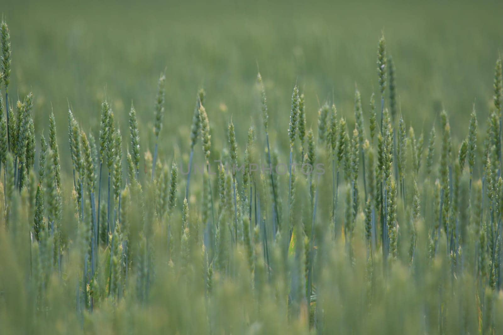 Background created with a close up of a cereal field in Latvia. Cereal grain used for food, wheat, maize, or rye.
