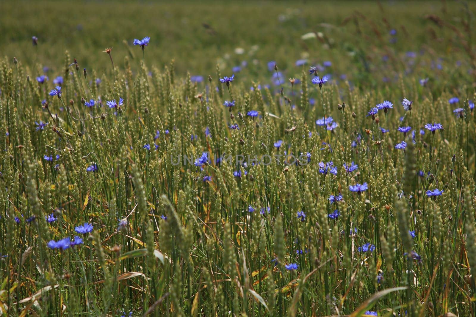 Cornflowers. Blooming flowers. Cornflowers on a green grass. Meadow with flowers. Wild flowers. Nature flower. Flowers on field.