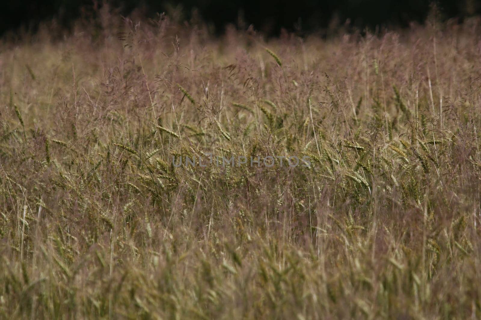 Background created with a close up of a cereal field in Latvia. Cereal grain used for food, wheat, maize, or rye.