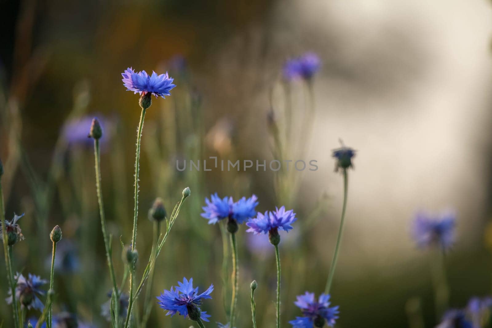 Cornflowers and poppies on a green grass. Blooming flowers. Meadow with cornflowers and poppies. Wild flowers. Nature flower. Poppy seed boxes on field.