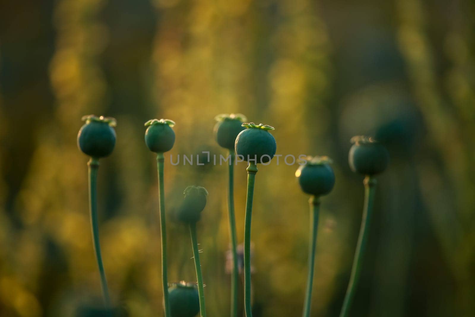 Poppy seed boxes on background of green meadow.