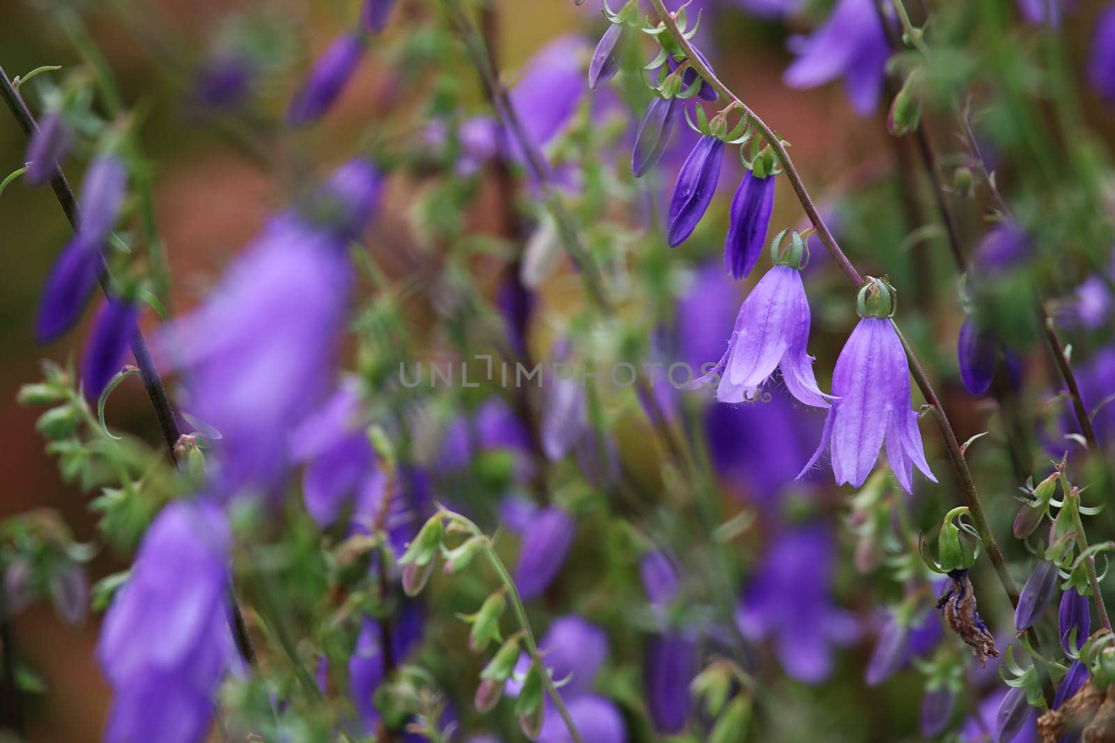 Blue flowers on field. Violet blooming flowers on a green grass. Meadow with rural flowers. Wild flowers. Nature flower.