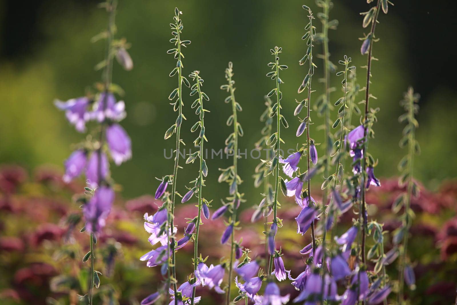 Blue flowers on field. Violet blooming flowers on a green grass. Meadow with rural flowers. Wild flowers. Nature flower.