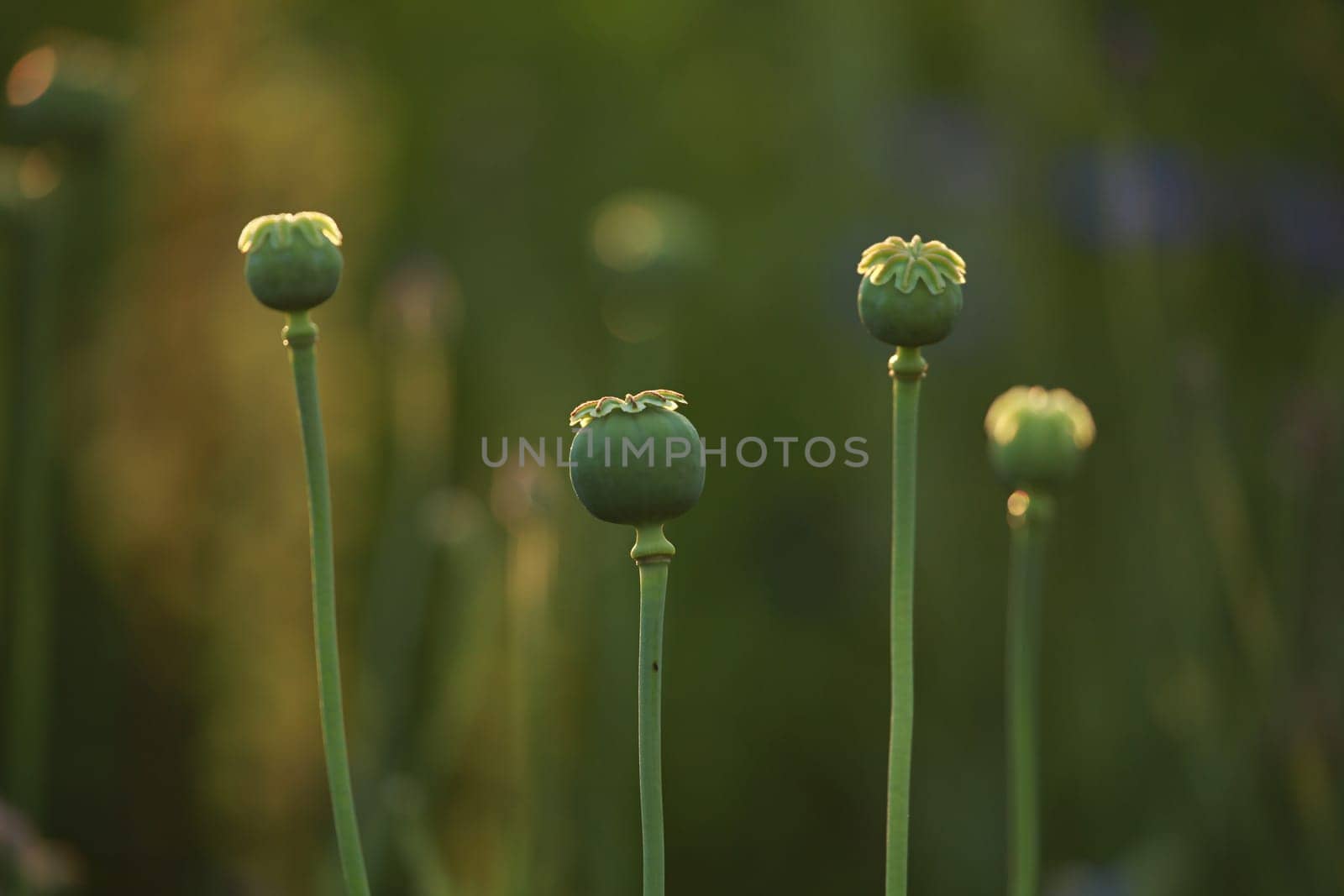 Four poppy seed boxes on background of green meadow.