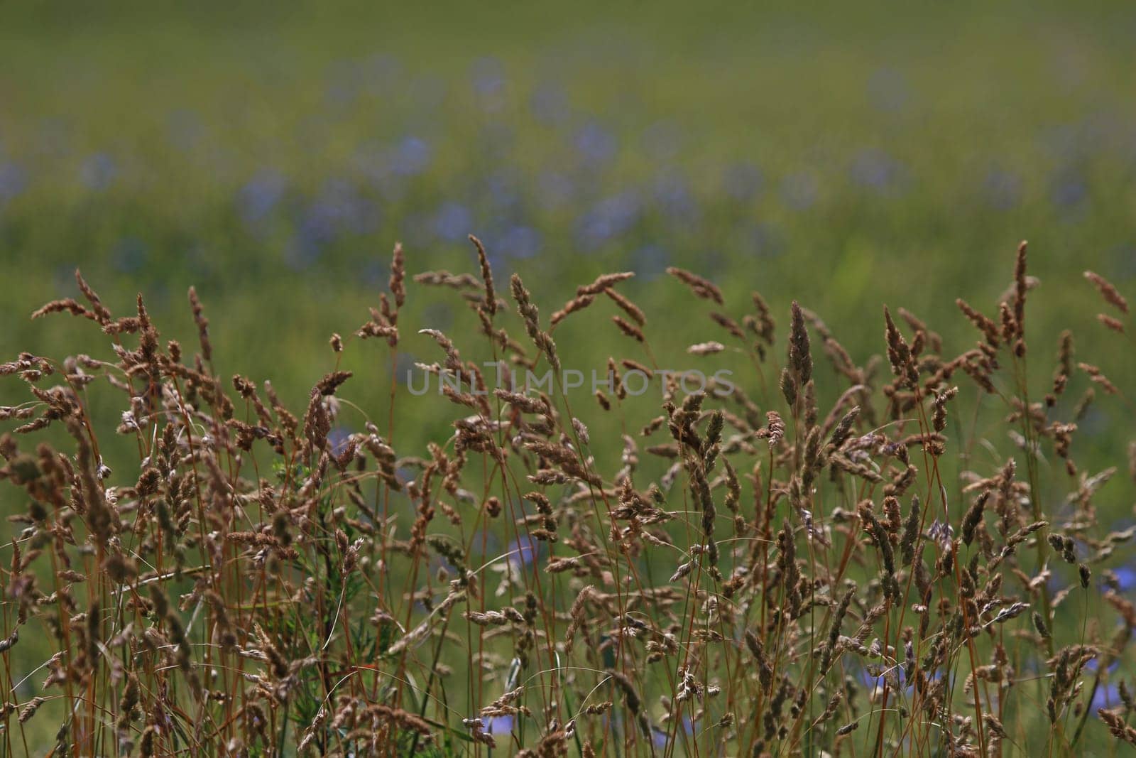 Background created with a close up of a cereal field in Latvia. Cereal grain used for food, wheat, maize, or rye.