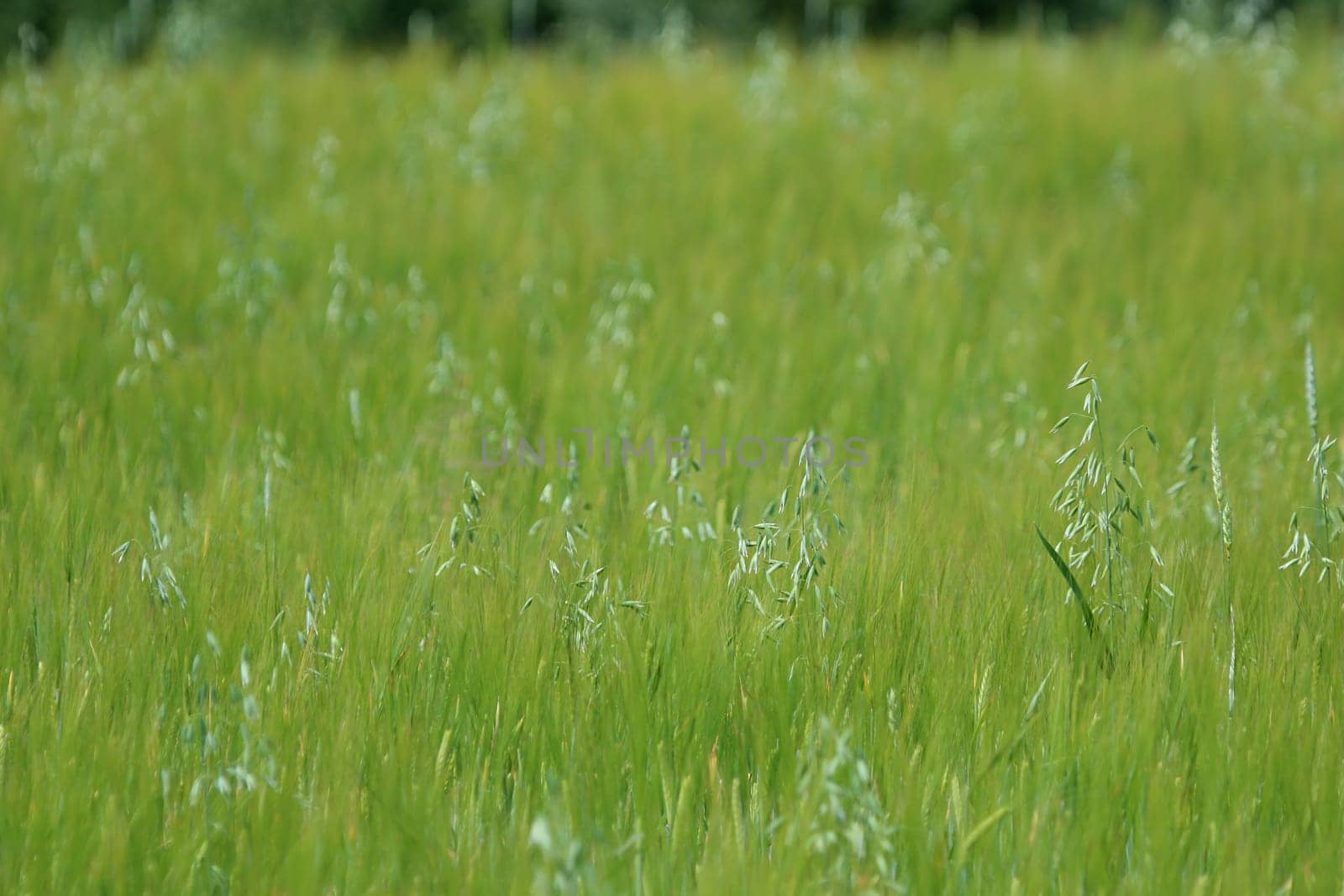 Background created with a close up of a cereal field in Latvia. Cereal grain used for food, wheat, maize, or rye.
