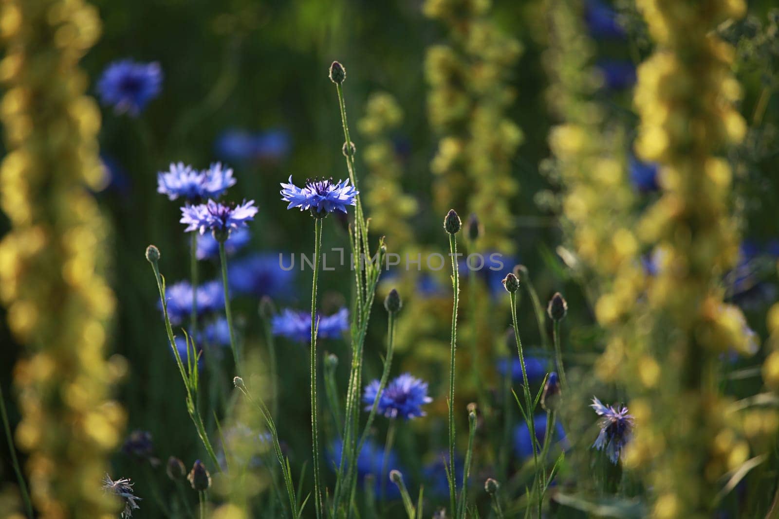 Cornflowers. Blooming flowers. Cornflowers on a green grass. Meadow with flowers. Wild flowers. Nature flower. Flowers on field.