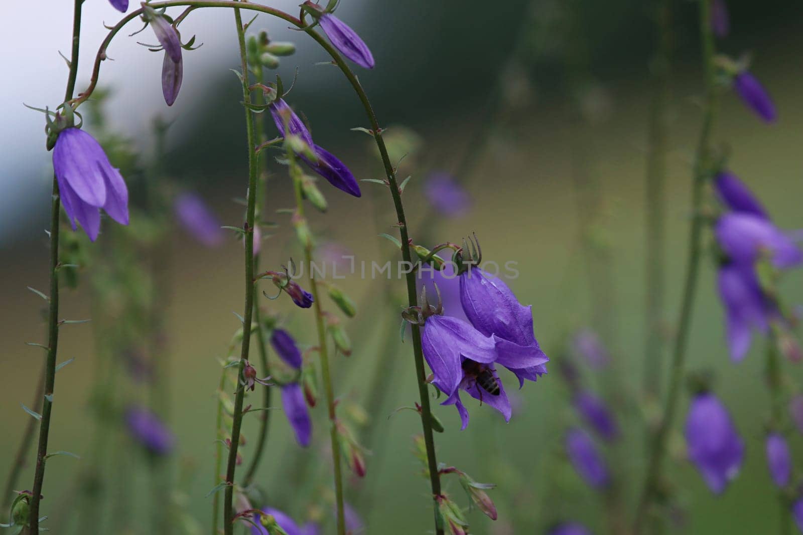 Blue flowers on field. Violet blooming flowers on a green grass. Meadow with rural flowers. Wild flowers. Nature flower.