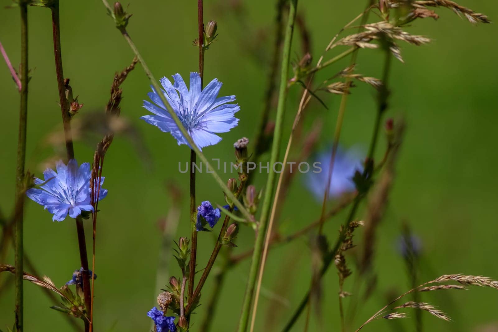Chicory flowers on meadow. Blooming flowers. Chicory flowers on a green grass. Meadow with chicory flowers. Wild flowers. Nature flower. Chicory flowers on field in summer day.
