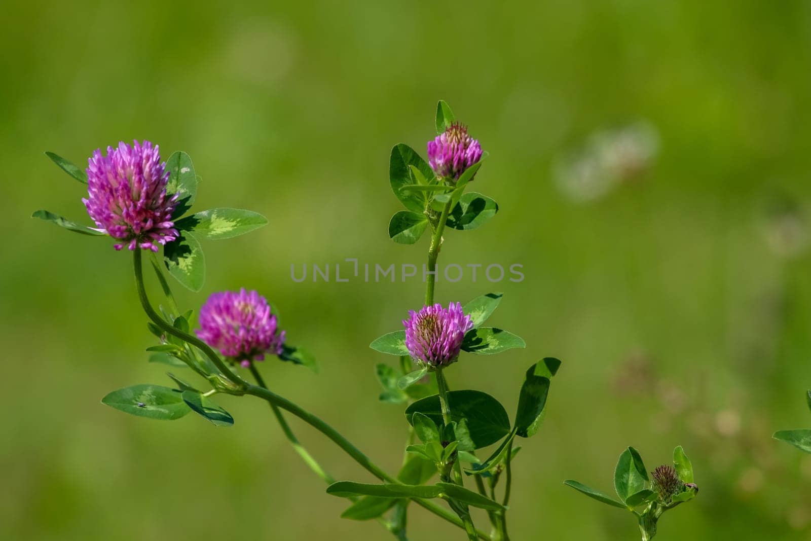 Clover flowers. Blooming flowers. Pink clovers on a green grass. Meadow with pink flowers. Wild violet flowers. Nature flower. Clowers on field. Clover is herbaceous plant of the pea family, with dense globular flower heads and leaves ..