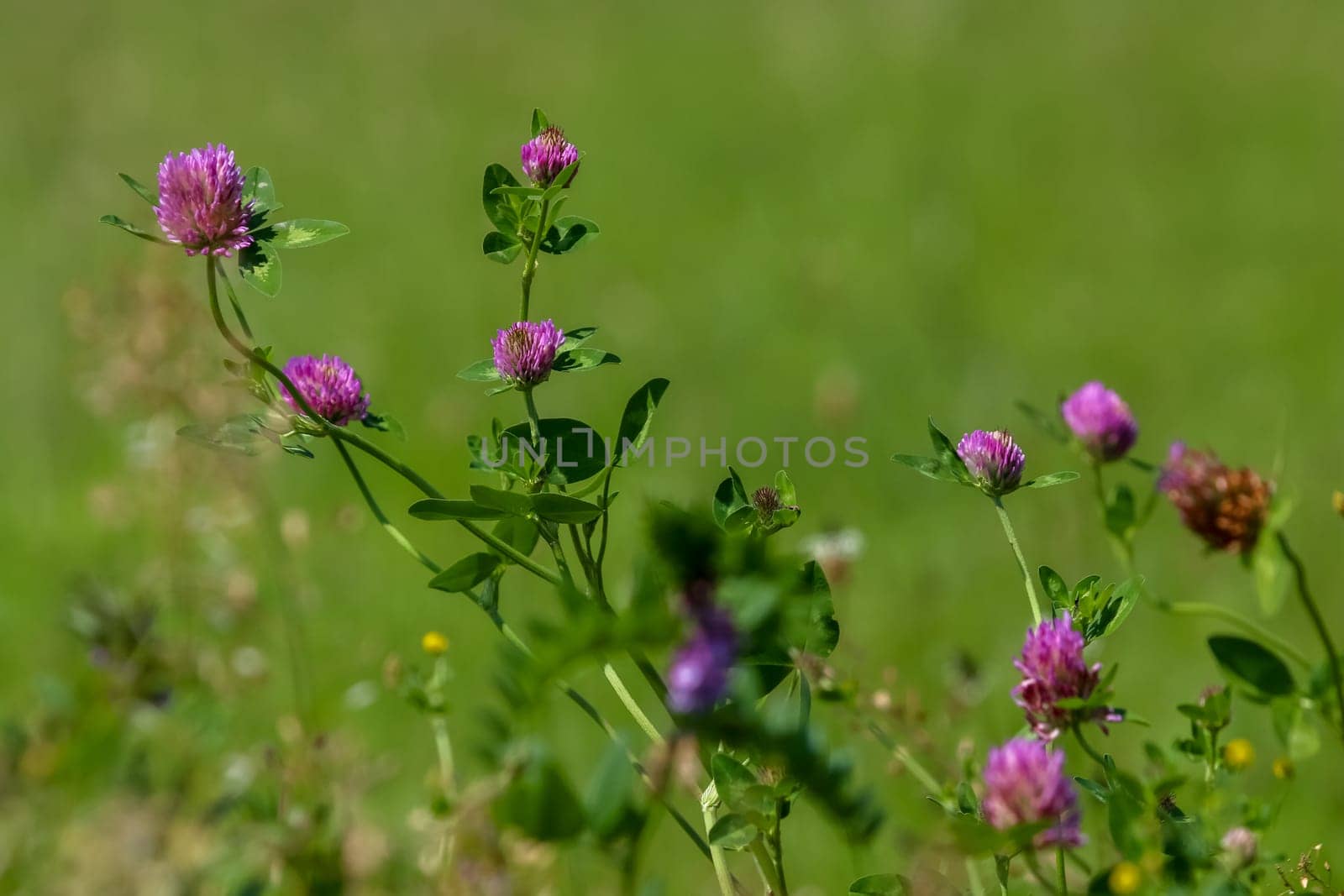 Clover flowers. Blooming flowers. Pink clovers on a green grass. Meadow with pink flowers. Wild violet flowers. Nature flower. Clowers on field. Clover is herbaceous plant of the pea family, with dense globular flower heads and leaves ..