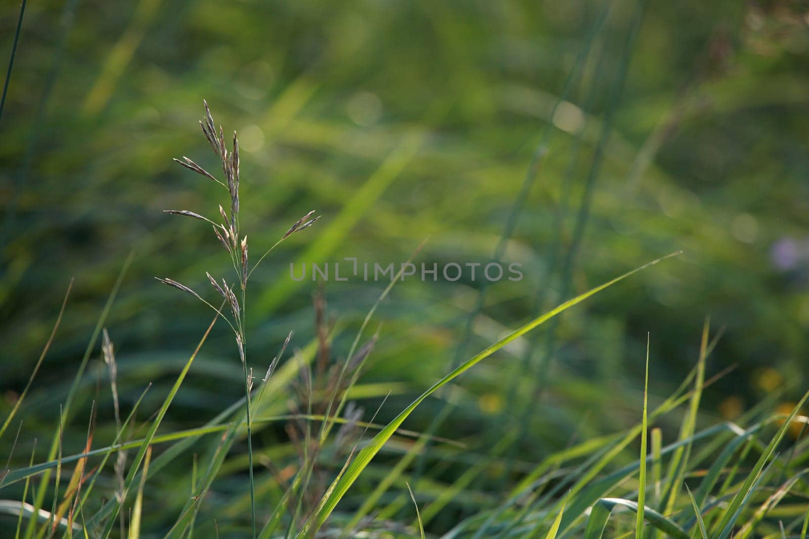 Closeup of green field.Bent on a green grass.  Meadow with bent. Wild grass. Nature meadow in Latvia. Background of bent on field. ..