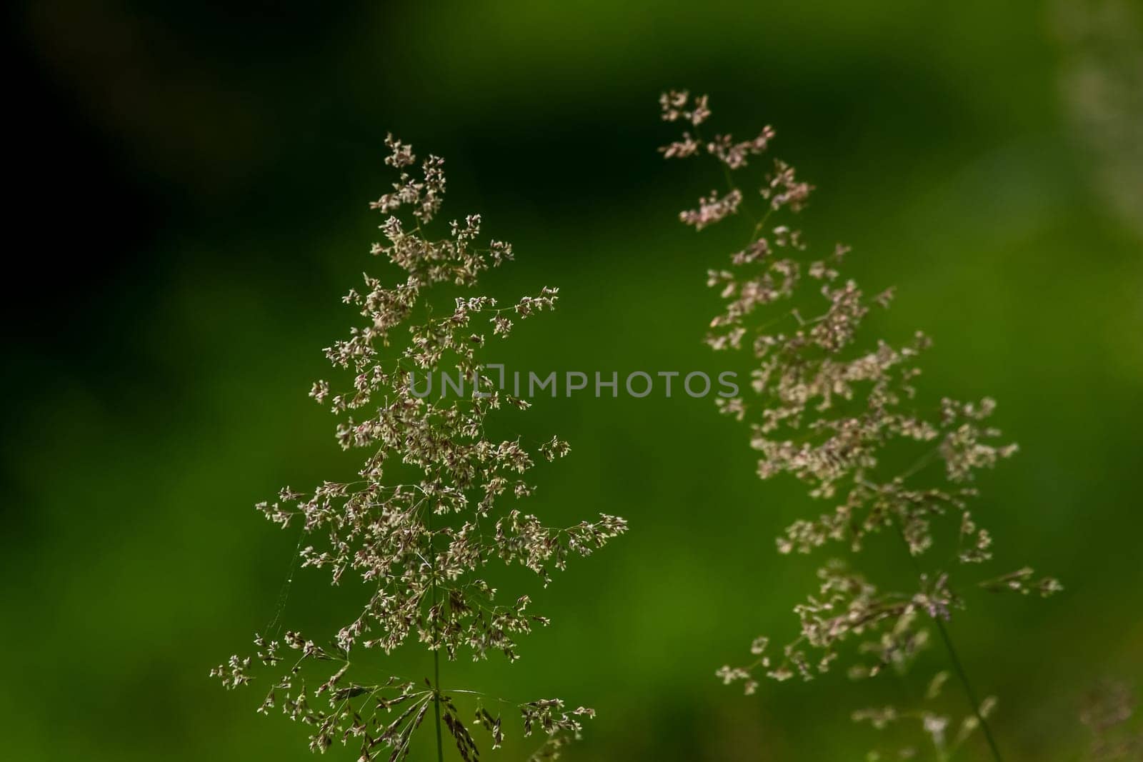 Bent on a green grass. Meadow with two bent. Wild grass. Nature meadow. Background of bent on field. Bent is grass which is used for lawns and is component of pasture and hay grasses.