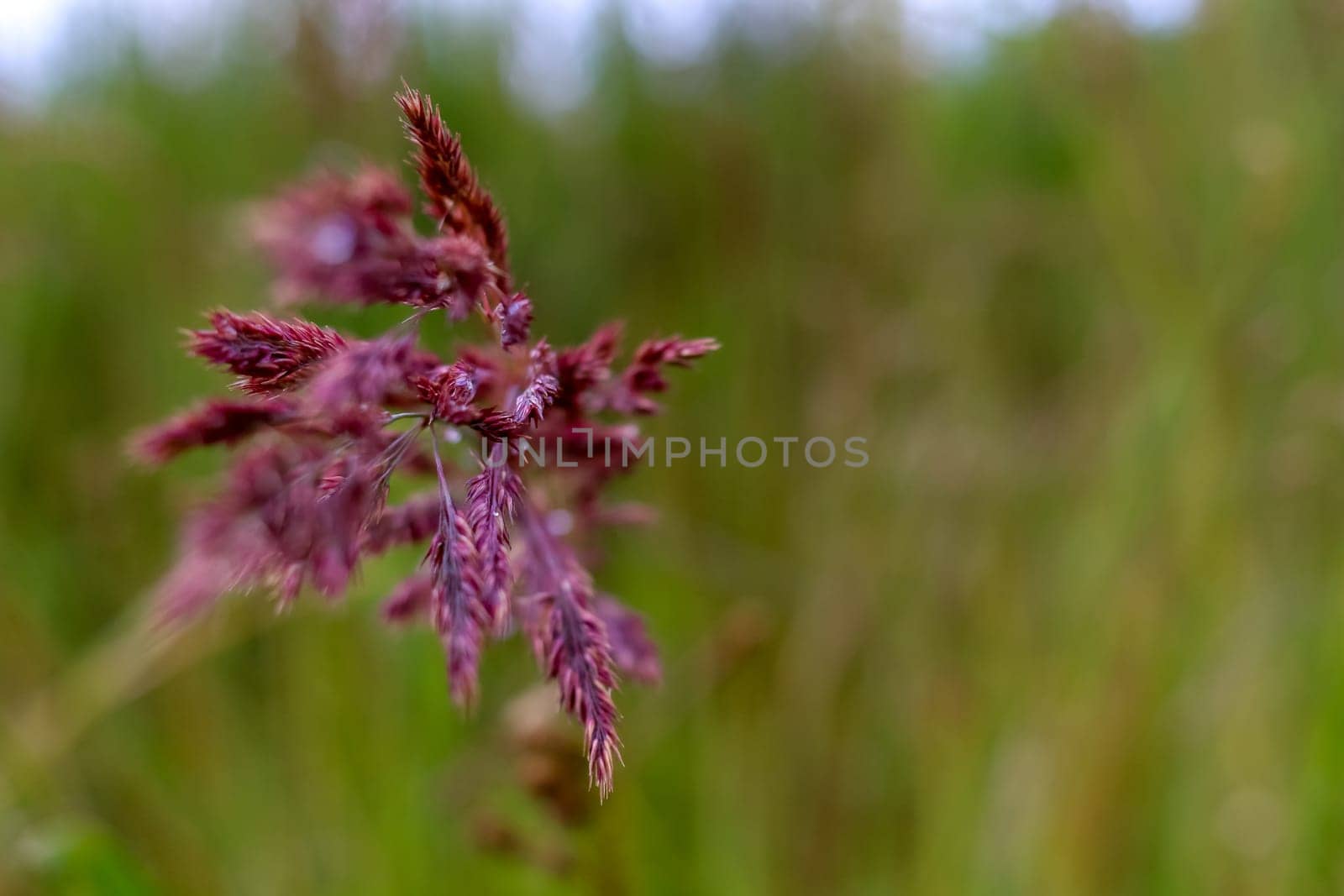 Bent on a green grass. Closeup of red bent. Wild grass. Nature meadow. Background of bent on field. Bent is grass which is used for lawns and is component of pasture and hay grasses.