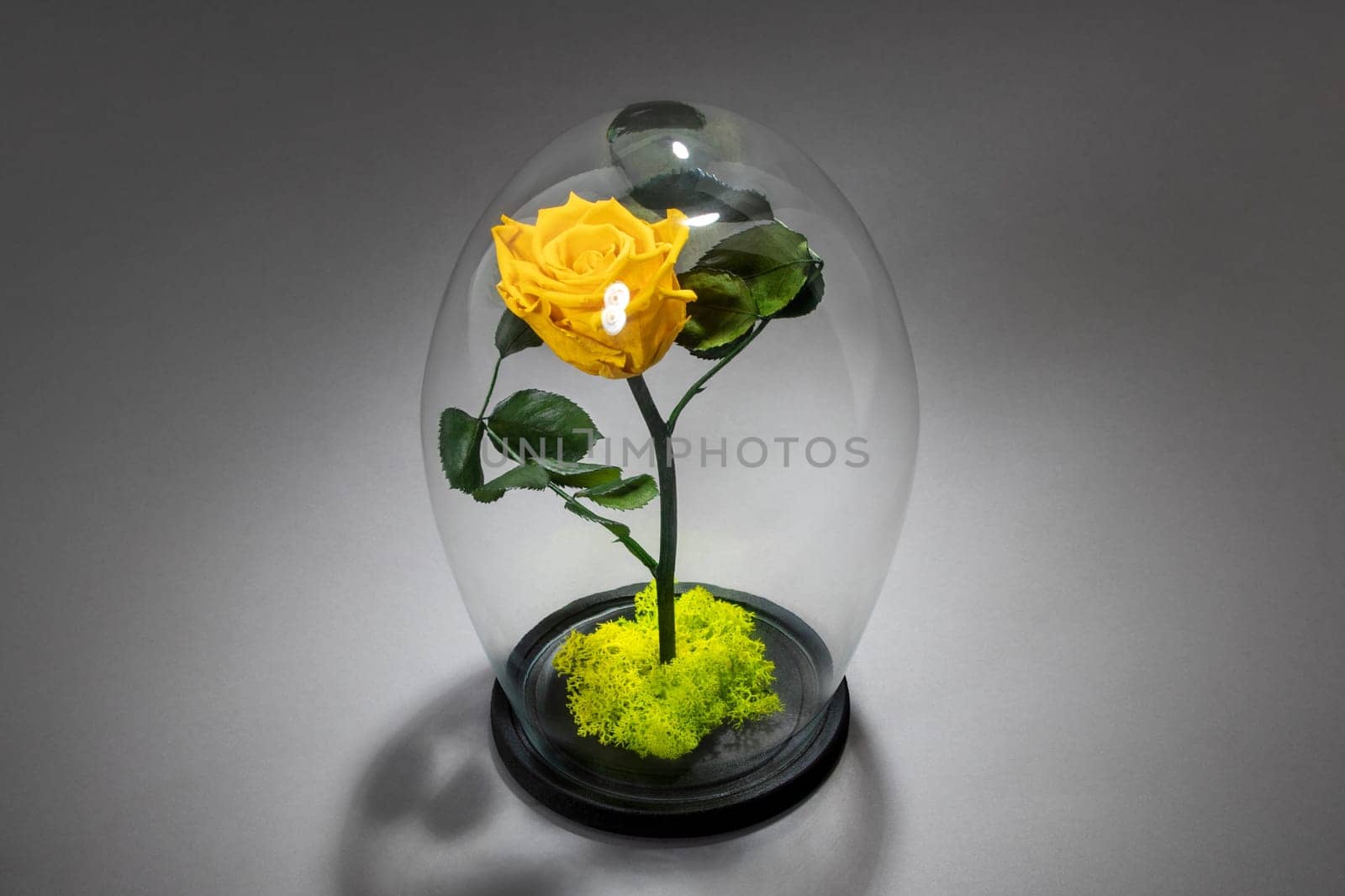 Eternal yellow rose under the glass dome in front of a brick wall background