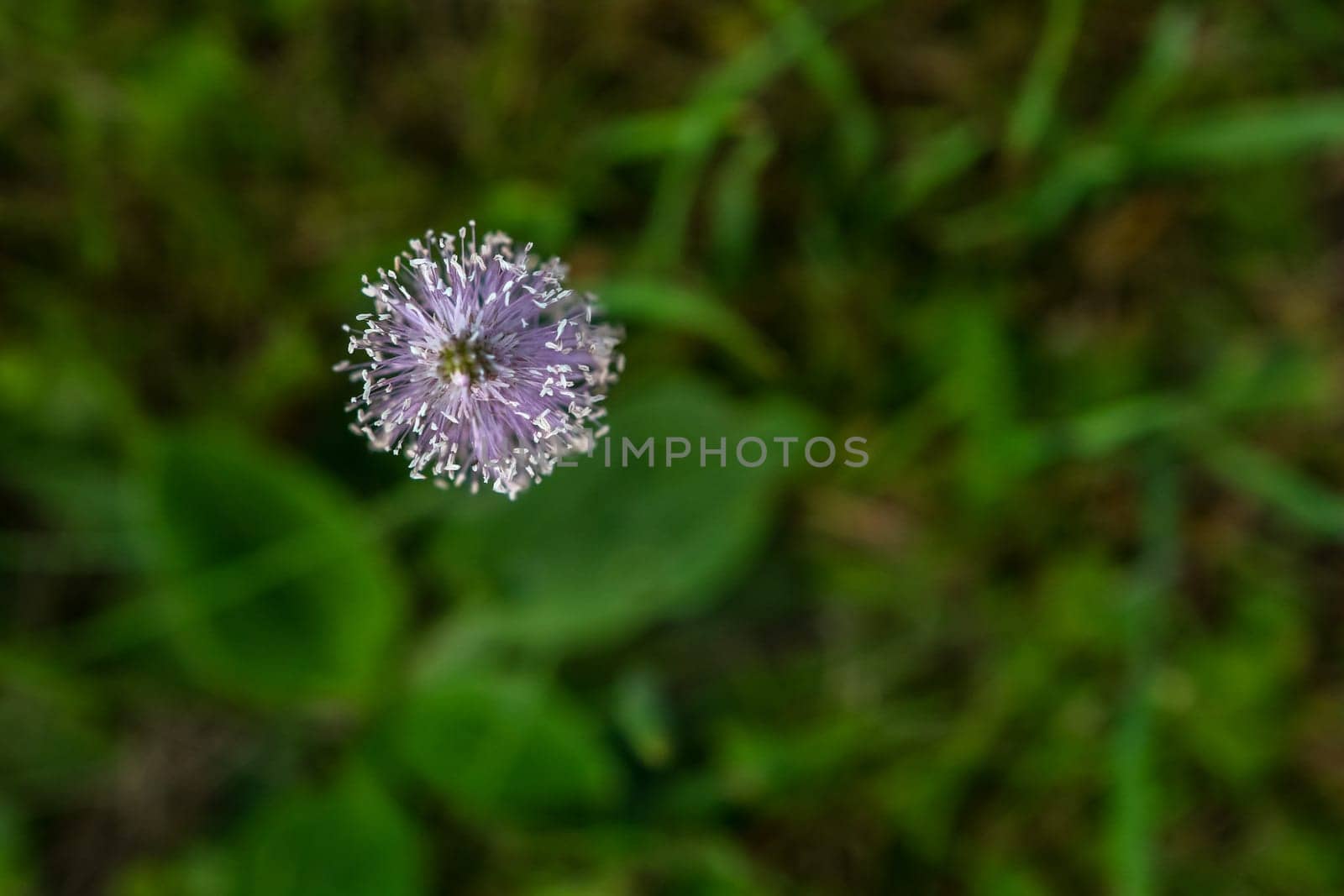 Top view of one violet flower on background of green meadow.