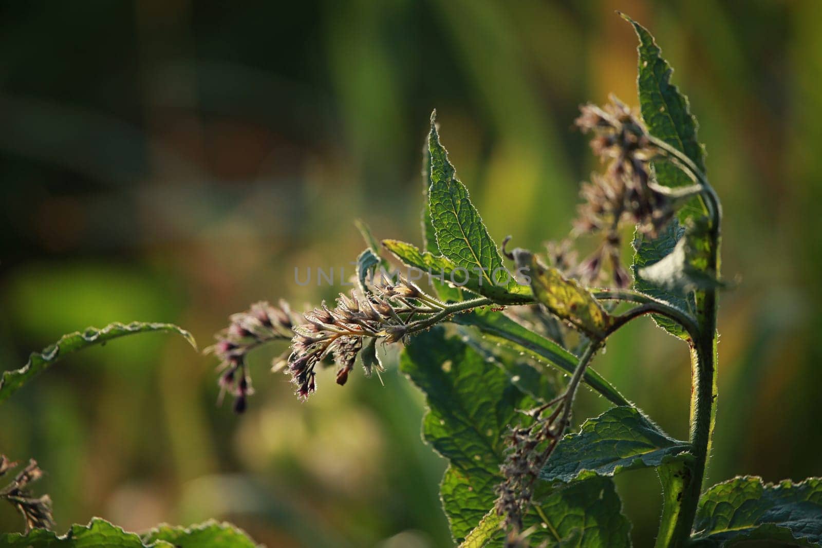 Weed on a green grass. Closeup of rural weed. Wild grass. Nature meadow. Background of weed on field.