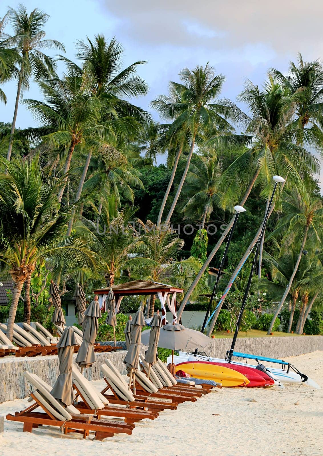Big beautiful coconut palms on the beach in Thailand