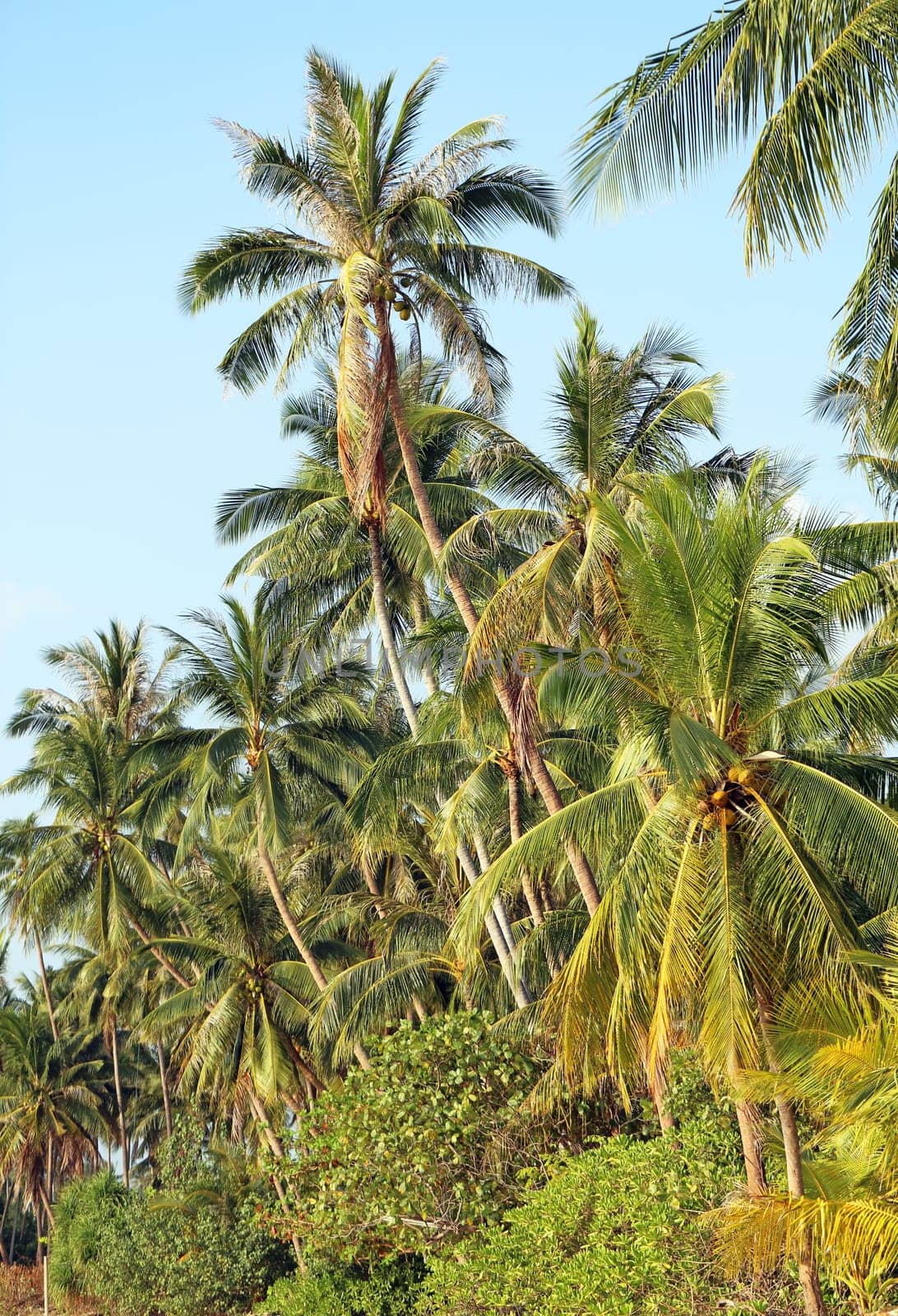 Big beautiful coconut palms on the beach in Thailand
