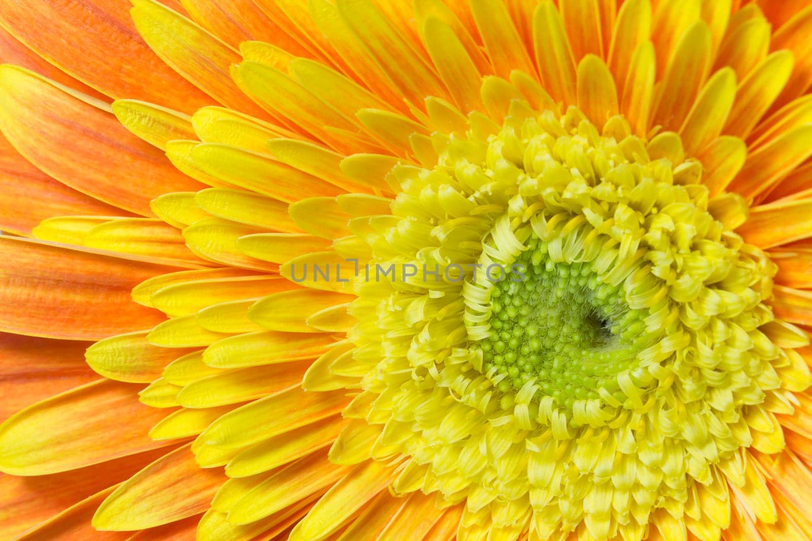 Detailed view of the orange-yellow chrysanthemum flower