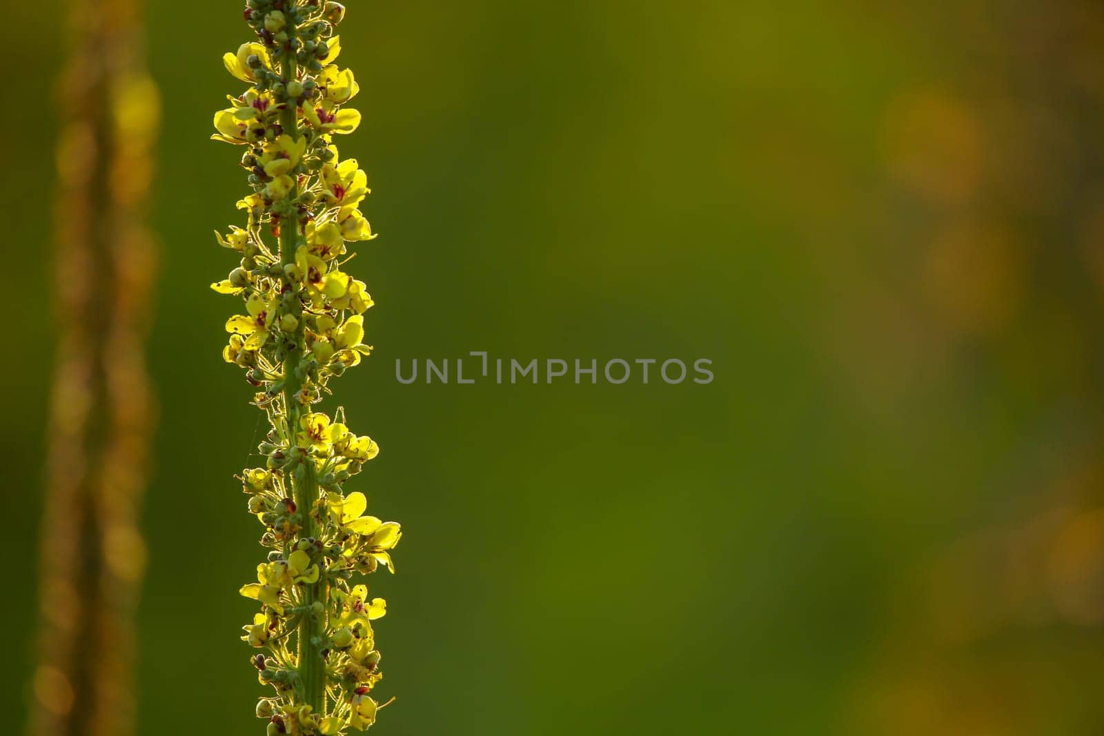 Yellow flowers. Blooming flowers. Mullein on a green grass. Meadow with flowers. Wild flowers on nature green background. Nature flower. Flowers on field.