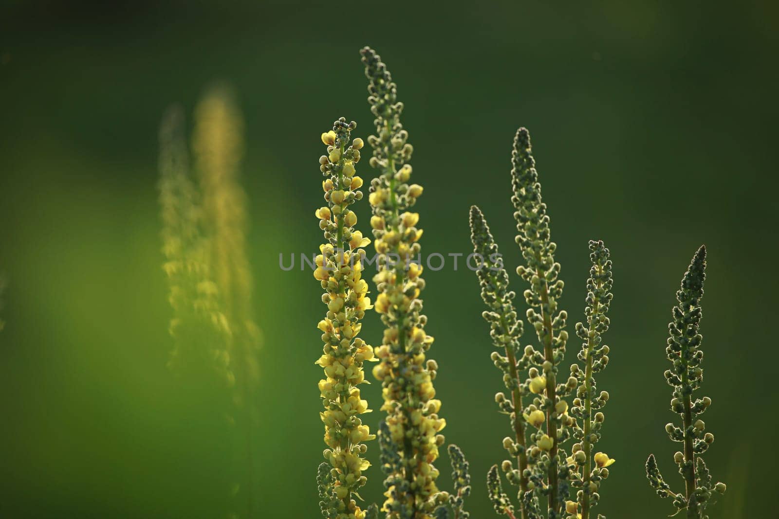 Yellow flowers. Blooming flowers. Mullein on a green grass. Meadow with flowers. Wild flowers on nature green background. Nature flower. Flowers on field.