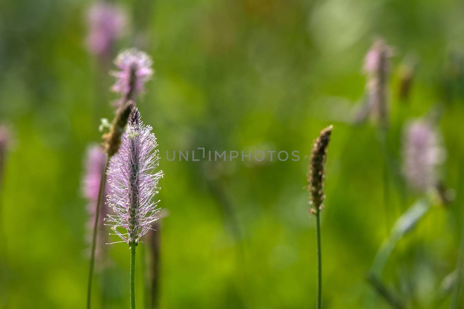 Pink flowers. Blooming flowers. Violet flowers on a green grass. Meadow with rural flowers. Wild flowers. Nature flowers on field.