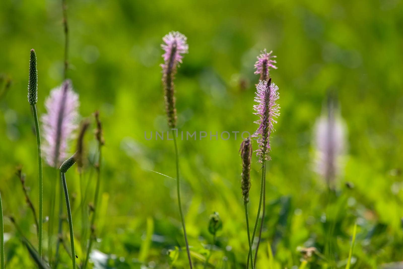 Pink flowers. Blooming flowers. Violet flowers on a green grass. Meadow with rural flowers. Wild flowers. Nature flowers on field.