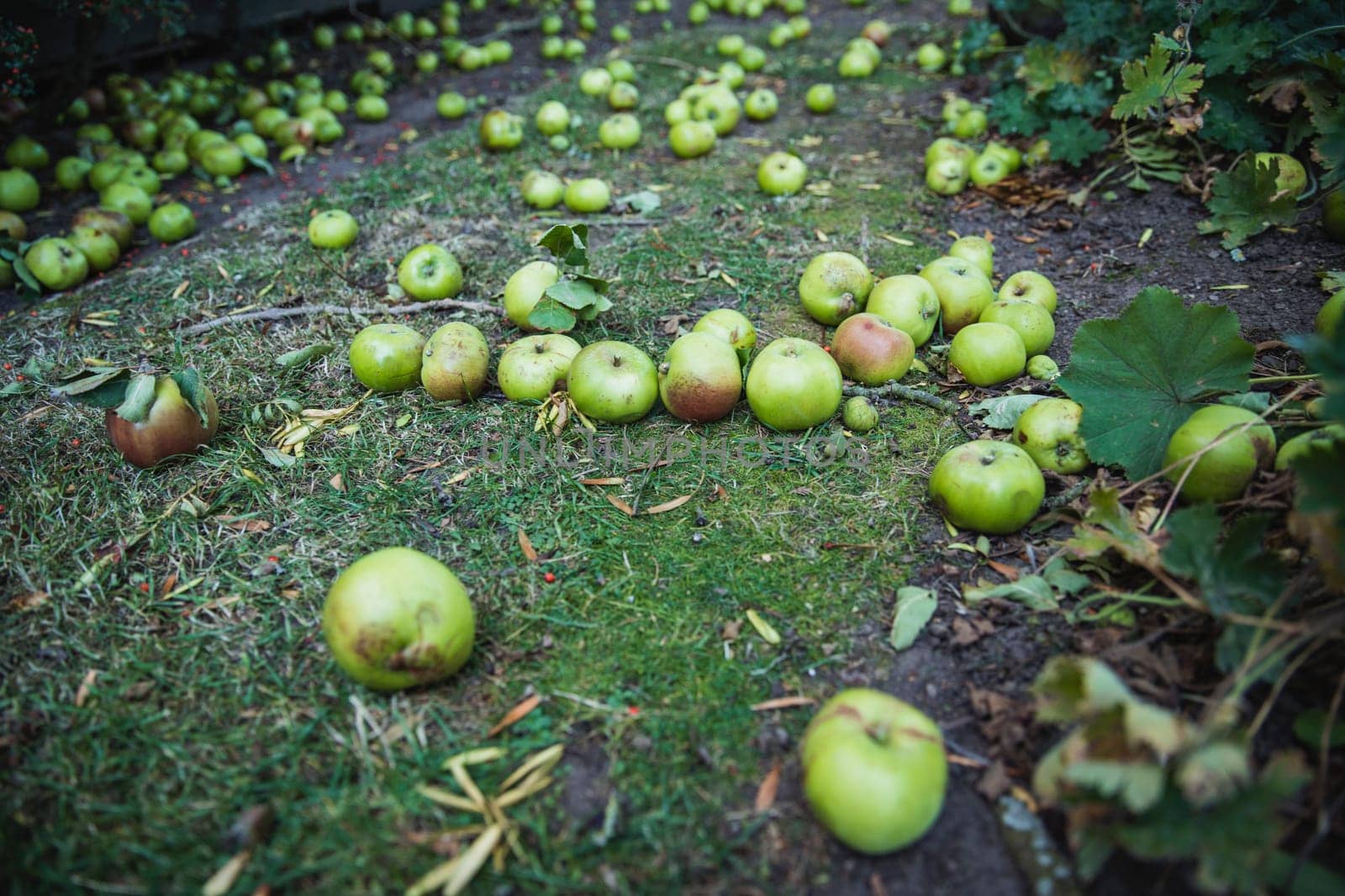 A close-up shot of green apples lying on the grass of a lawn, they have fallen from a tree as autumn begins.