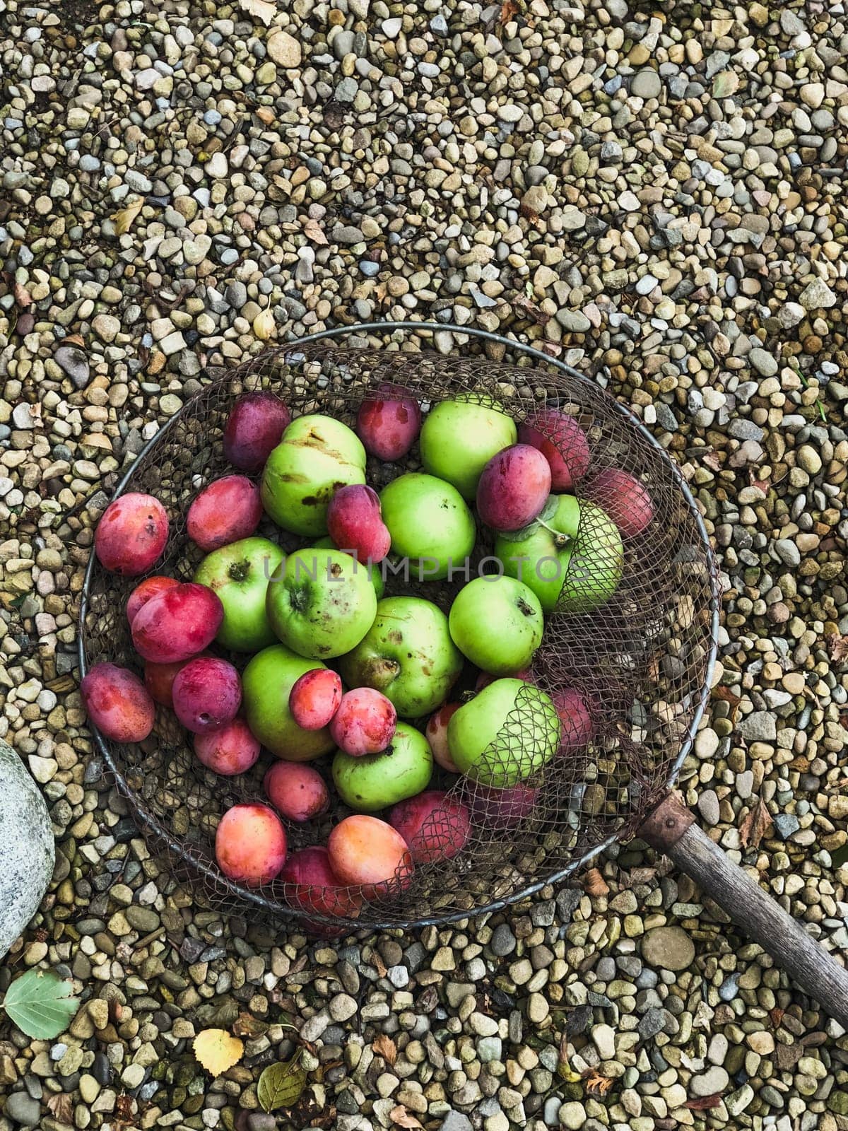 A high-angle view of fresh apples and plums in a net on the ground.
