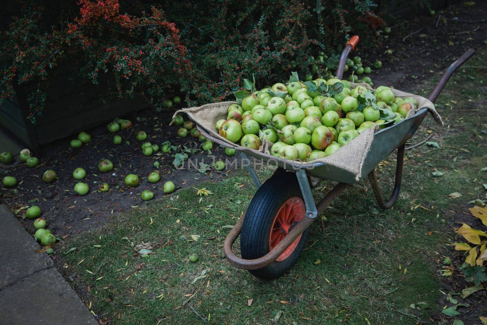 A wide-view shot of a wheelbarrow filled with fresh green apples in a garden.