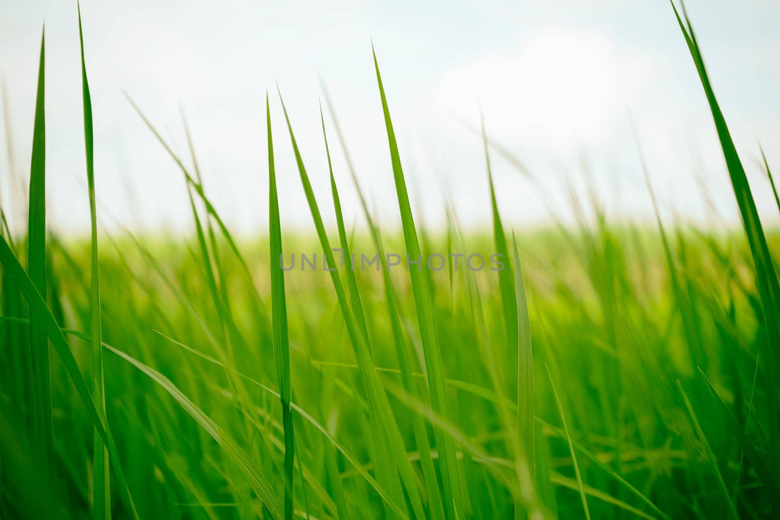 Green rice in the morning for background