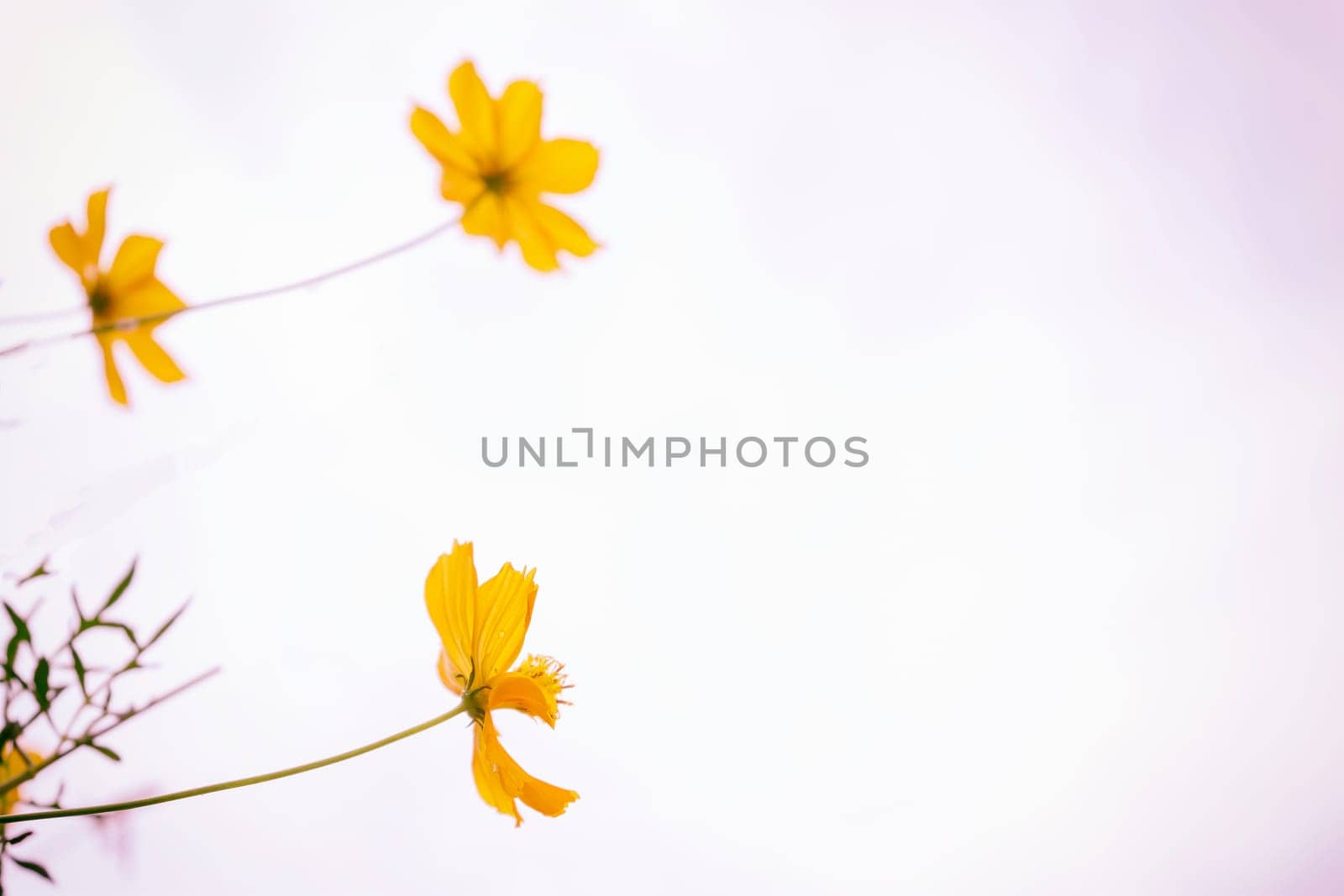 Yellow flowers are blooming on white background.