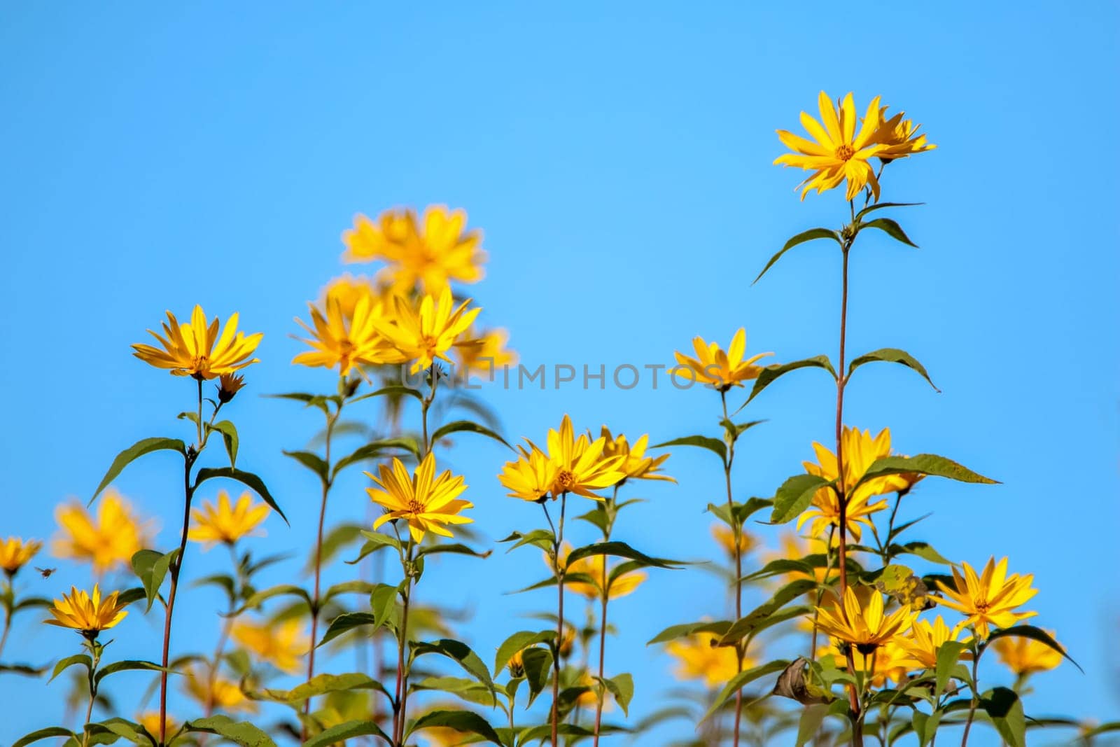 Bright beautiful yellow flowers on blue sky background. Yellow flowers. Blooming nature flowers. Wild flowers in Latvia. ..