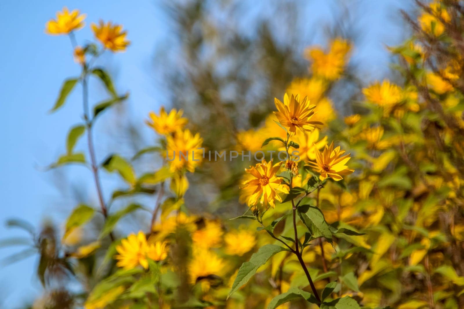 Bright beautiful yellow flowers on blue sky background. Yellow flowers. Blooming nature flowers. Wild flowers in Latvia. ..