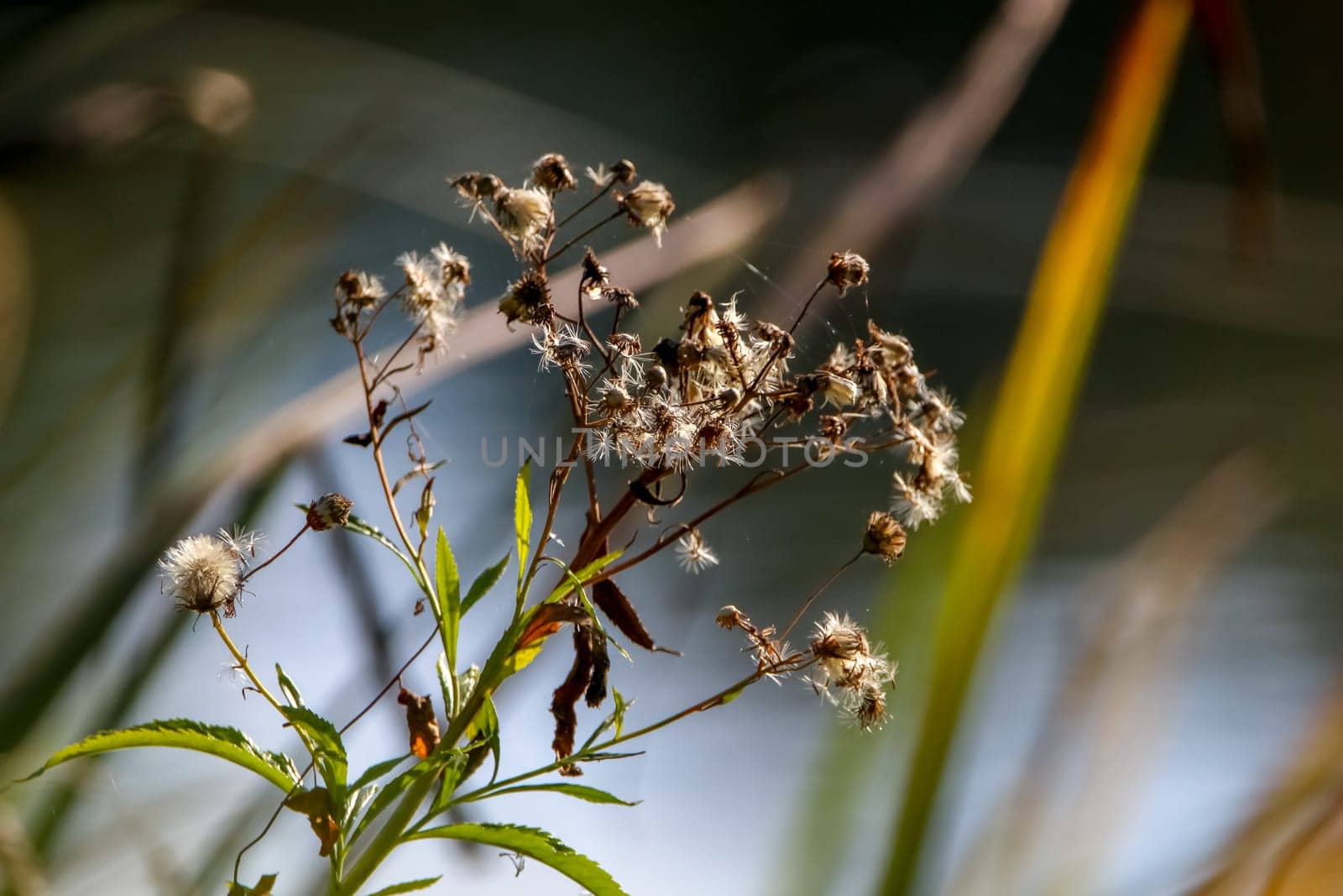 Deflorate flowers. Flower with spider web. Deflorate flower on a grass. Meadow with rural flowers. Wild nature flowers on field.