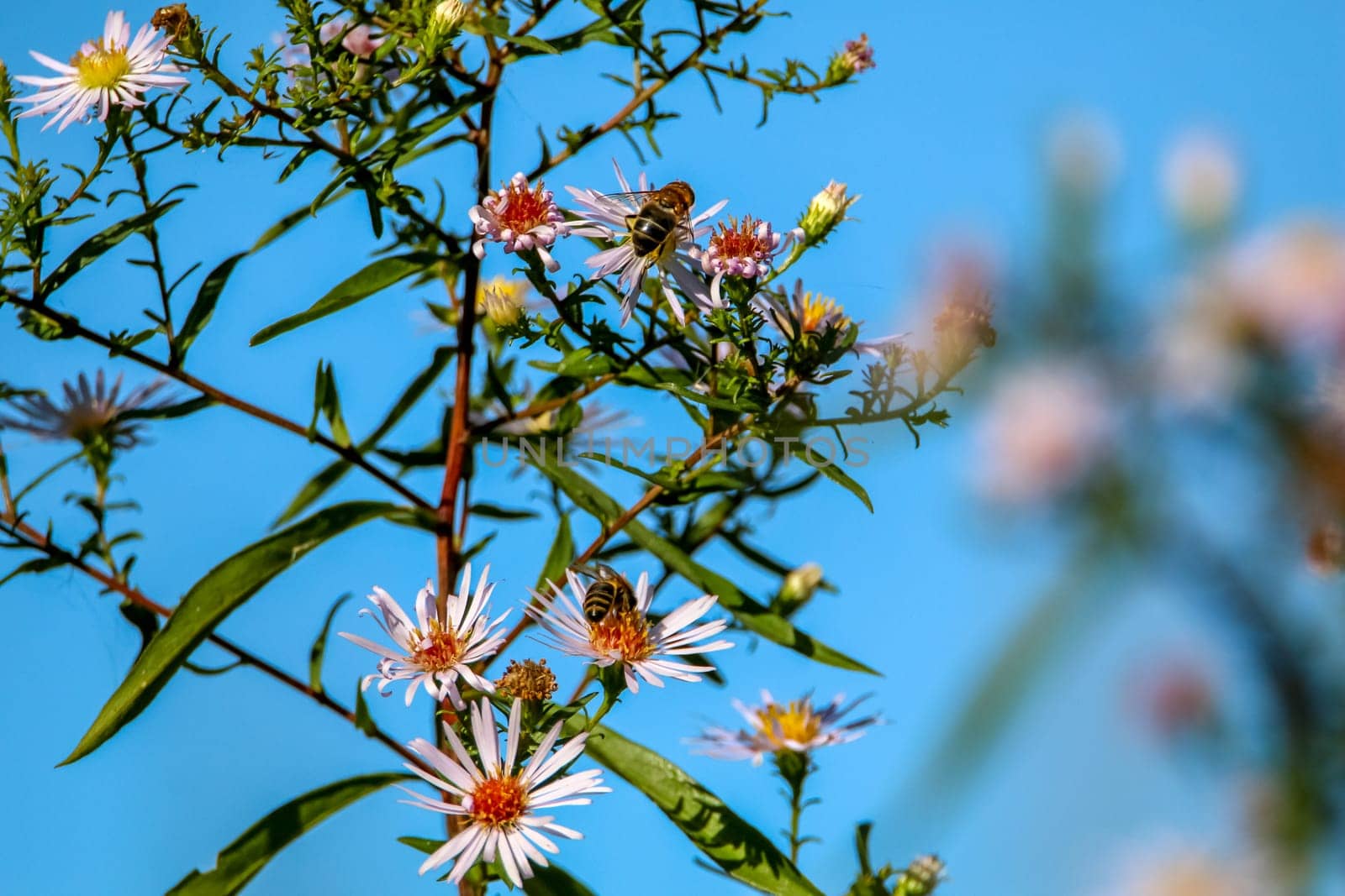 Bright beautiful violet flowers on blue sky background. Pink flowers. Blooming wild flowers in Latvia. Nature flower. Bees on flowers.