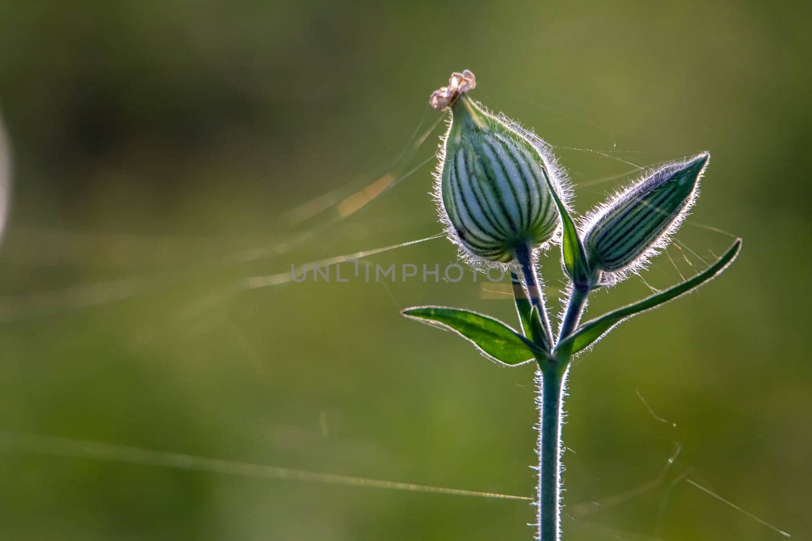 Unblown flowers. Flower bud with spider web. Flower bud on a green grass. Meadow with rural flowers. Nature wild flower on field.